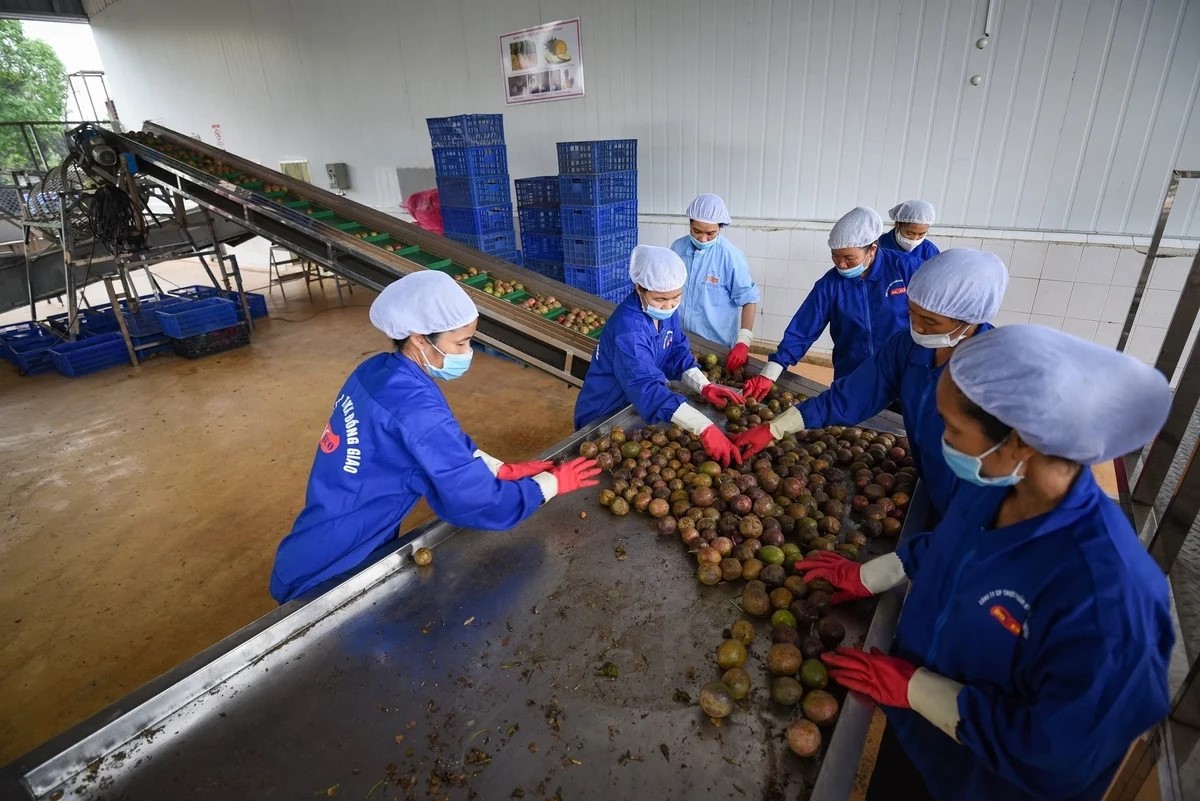 Việt Nam ký 4 nghị định thư nông nghiệp, 3 thỏa thuận môi trường với Trung Quốc